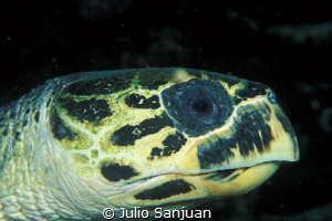 Turtle in a night dive in Belize by Julio Sanjuan 